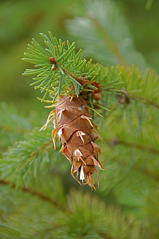 This Norway Spruce on our property is dropping seeds from its cone.