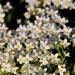 Houstonia caerulea (Hedyotis caerulea)